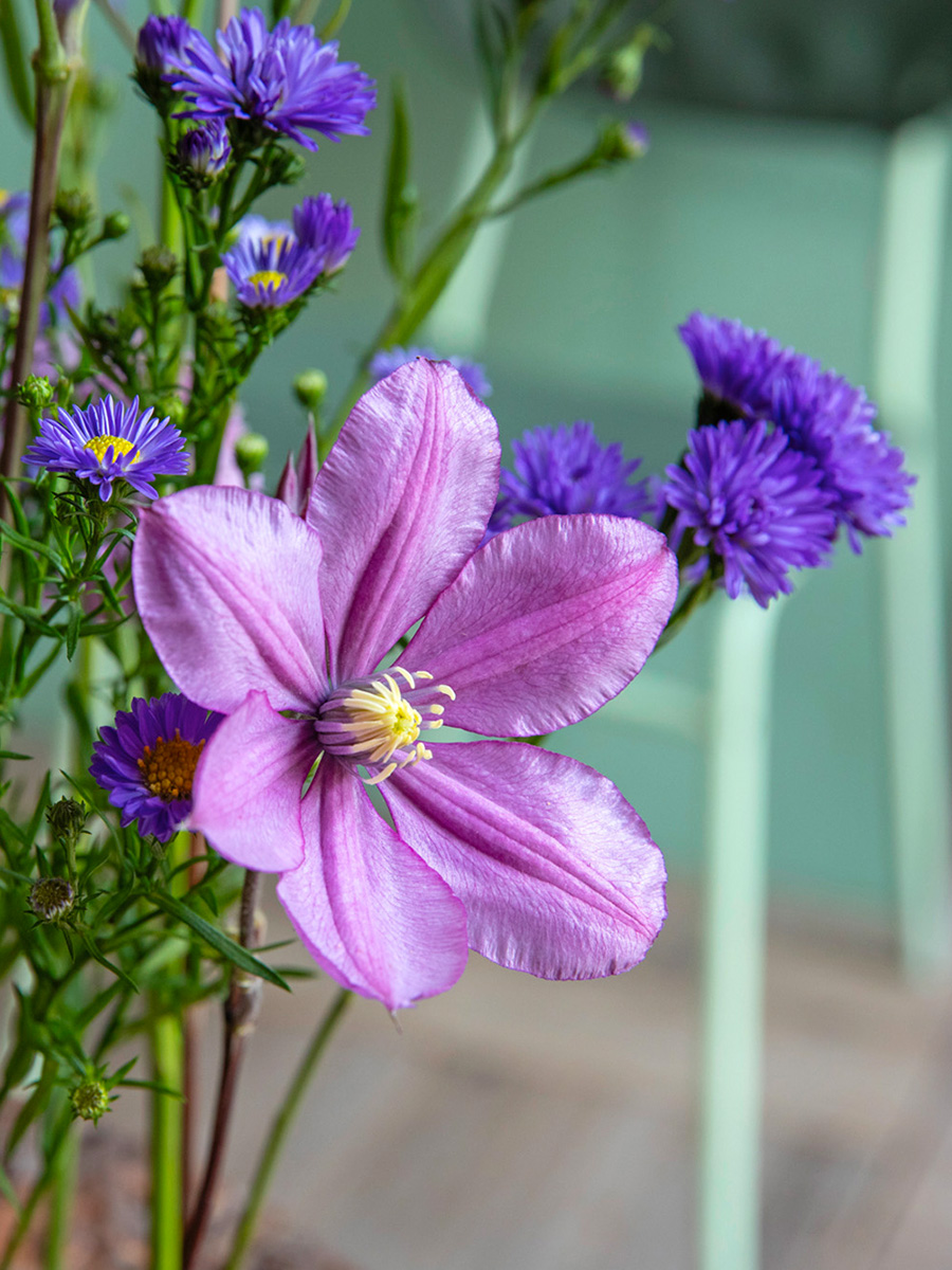 Clematis Amazing Tokyo with blue Asters by Marginpar Clematis Amazing Tokyo with blue Asters by Marginpar