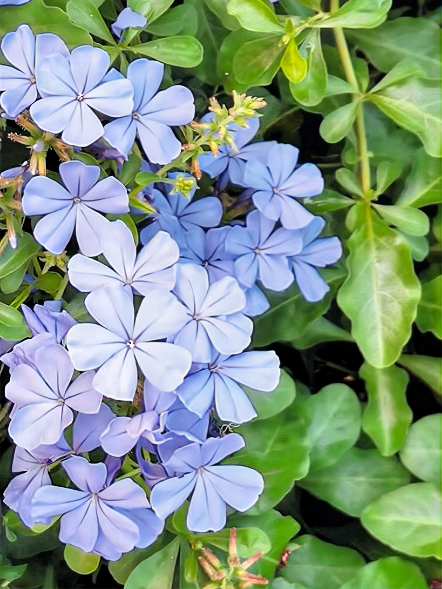 Rizal Park Luneta Cecille Lorenzana blue flowers Rizal Park Luneta Cecille Lorenzana blue flowers