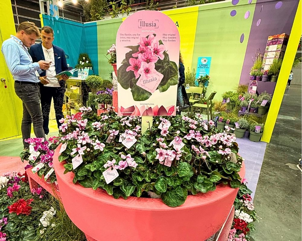 Illusia Cyclamen at Iberflora 2025 Illusia Cyclamen at Iberflora 2025