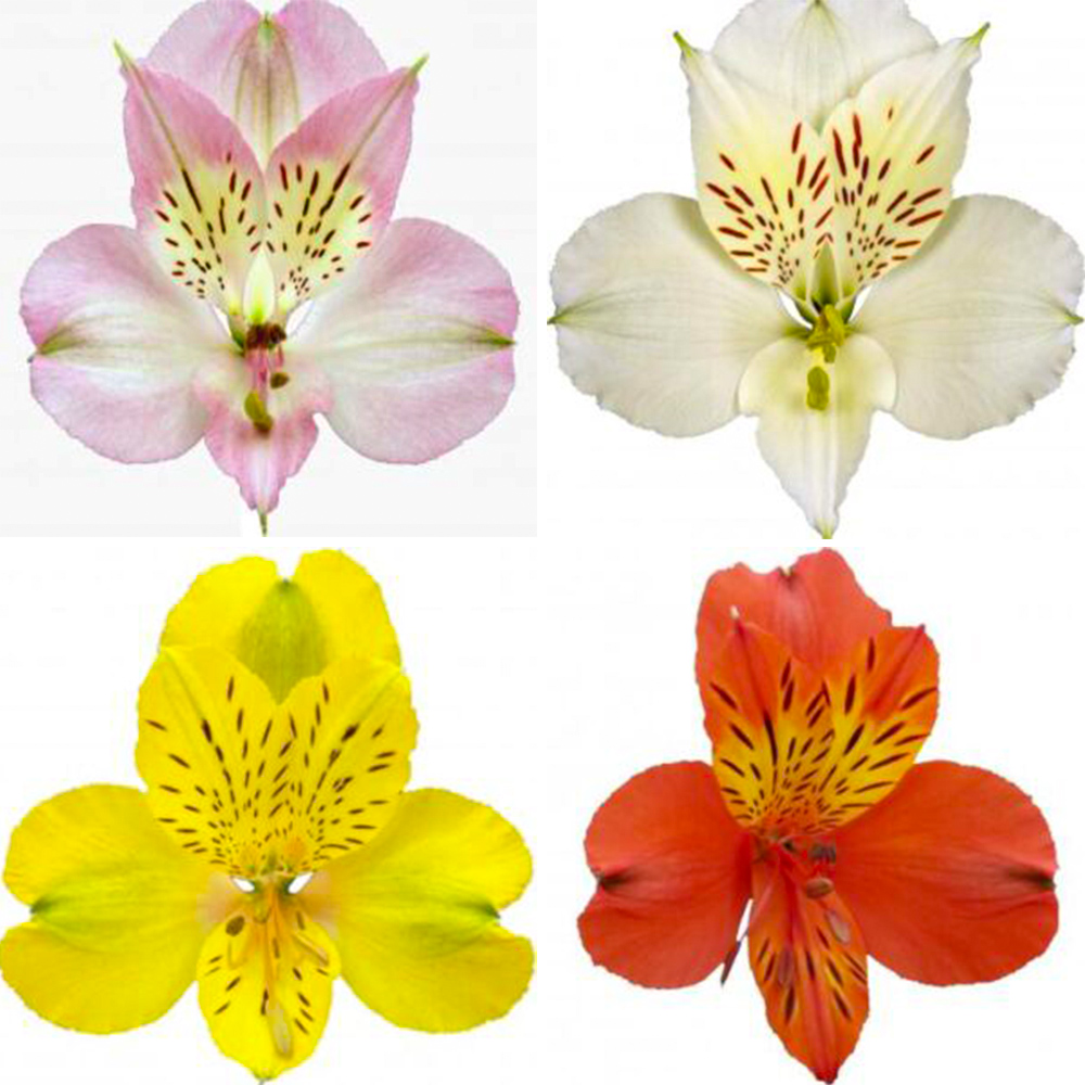 Könst Alstroemeria four varieties