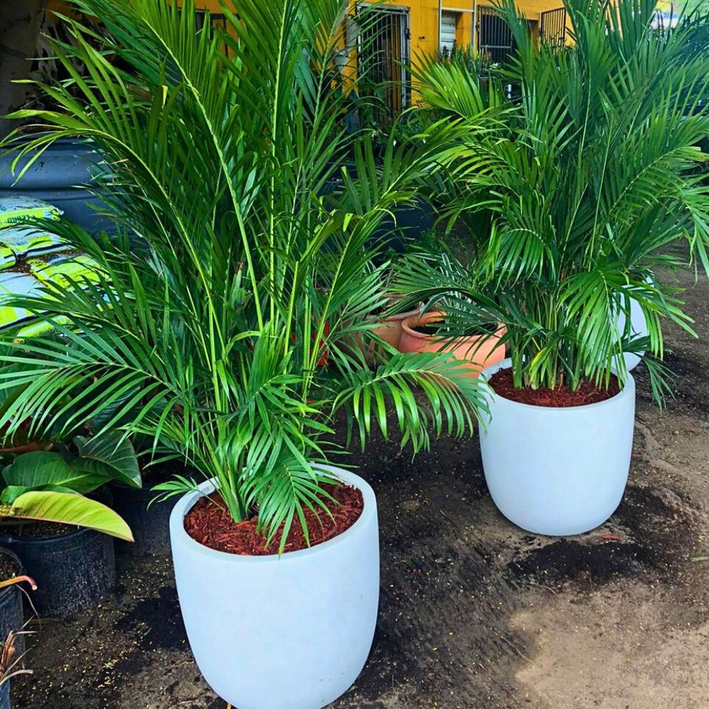 Cat palms The Cat Palm Is a Game-Changer in the Ornamental Plant Industry