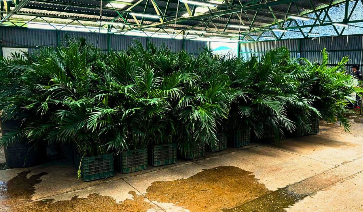 Cat Palms The Cat Palm Is a Game-Changer in the Ornamental Plant Industry