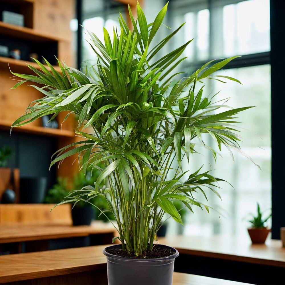 Cat Palm The Cat Palm Is a Game-Changer in the Ornamental Plant Industry