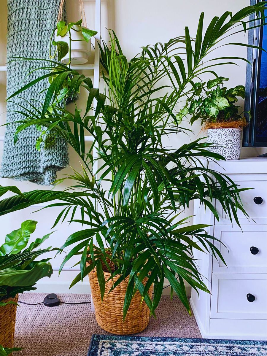 Cat Palm Why the Cat Palm tree trend is here to stay