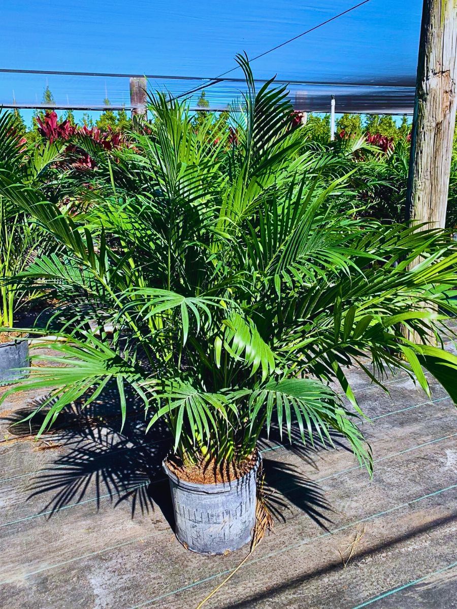 Cat Palm The Cat Palm Is a Game-Changer in the Ornamental Plant Industry