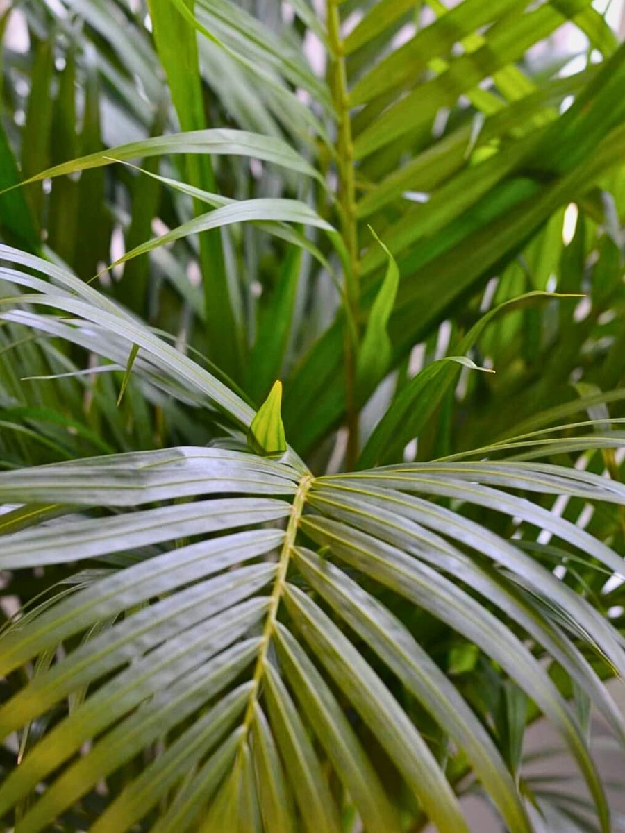 Cat Palm leaves The Cat Palm Is a Game-Changer in the Ornamental Plant Industry