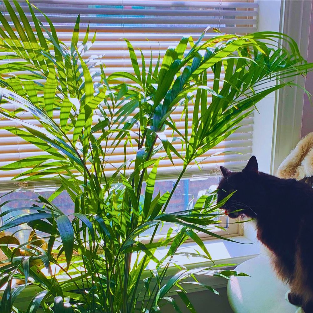 Cat Palms The Cat Palm Is a Game-Changer in the Ornamental Plant Industry