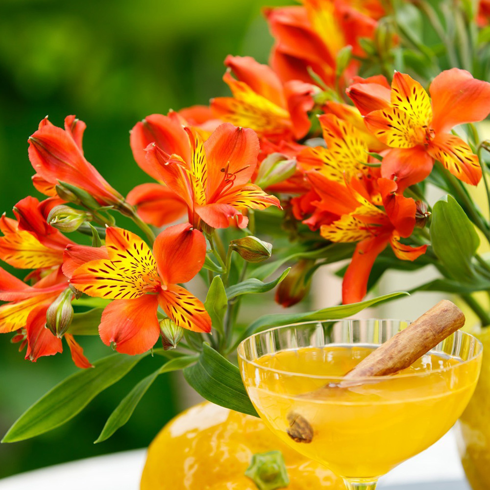 Alstroemeria Cinnamon lemon design by Tesselaar Alstroemeria