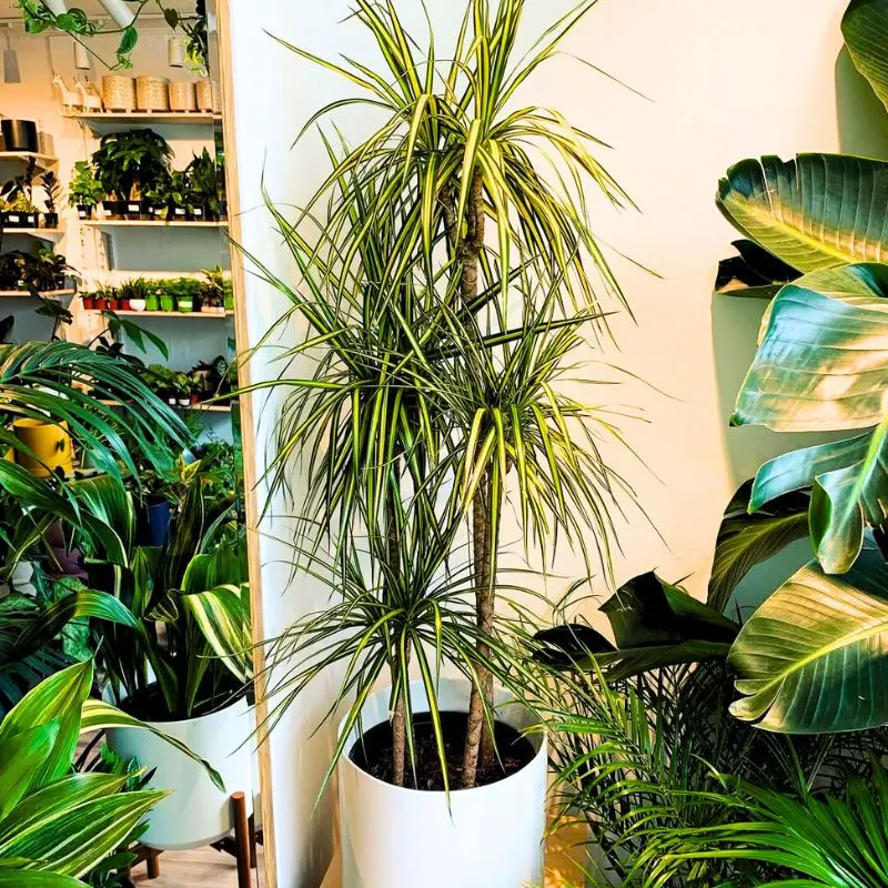 Dracaena Marginata - Thursd Article Featured Image