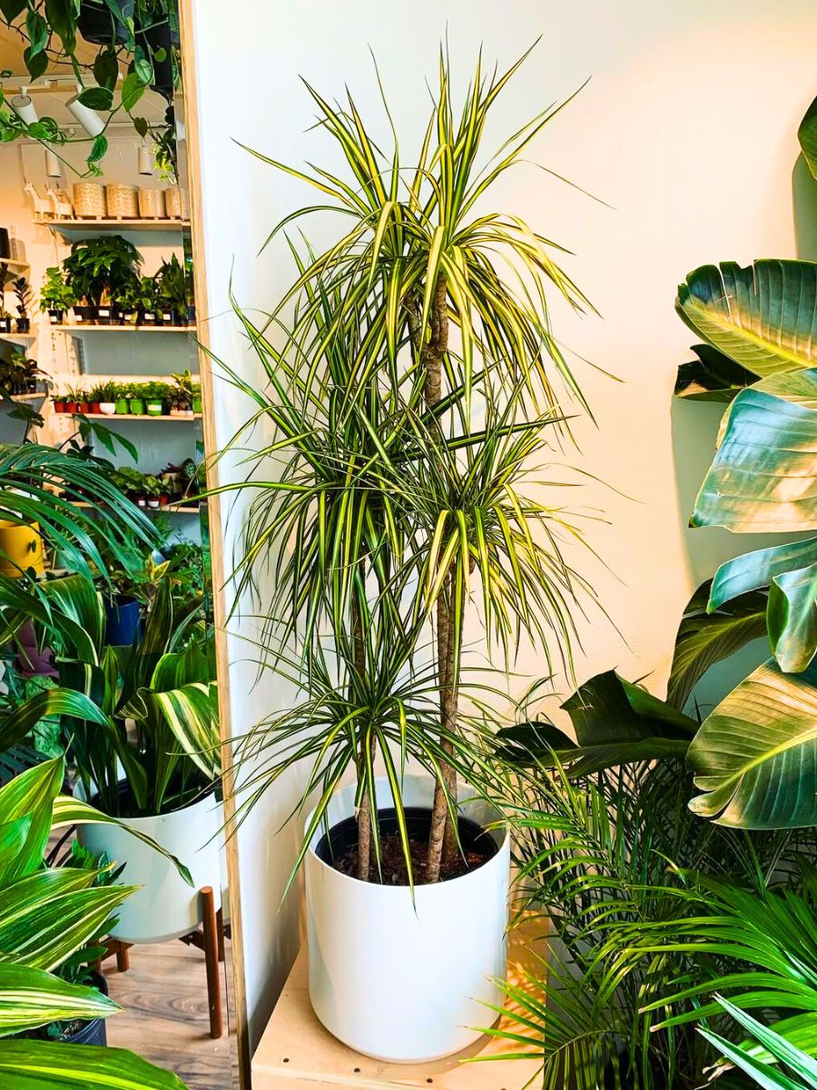 Tall Dracaena Marginata Kiwi