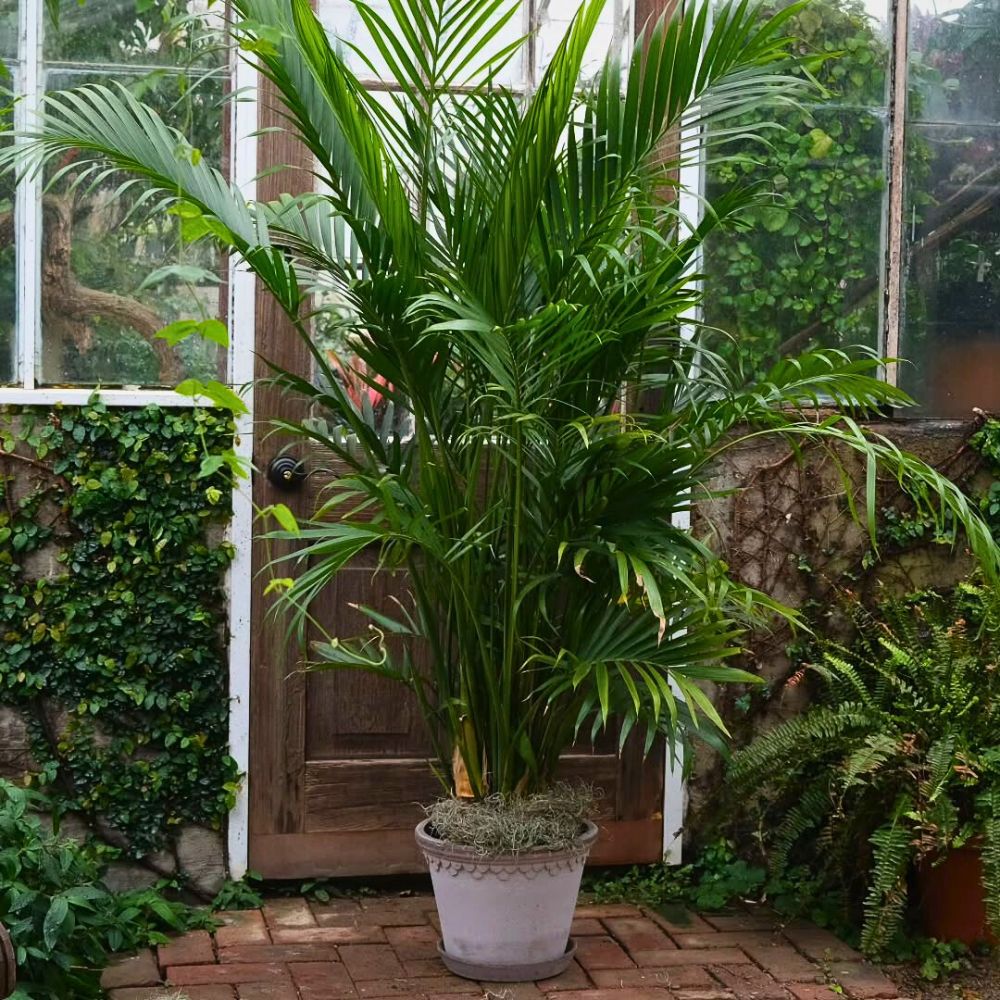 Cat Palms The Cat Palm Is a Game-Changer in the Ornamental Plant Industry