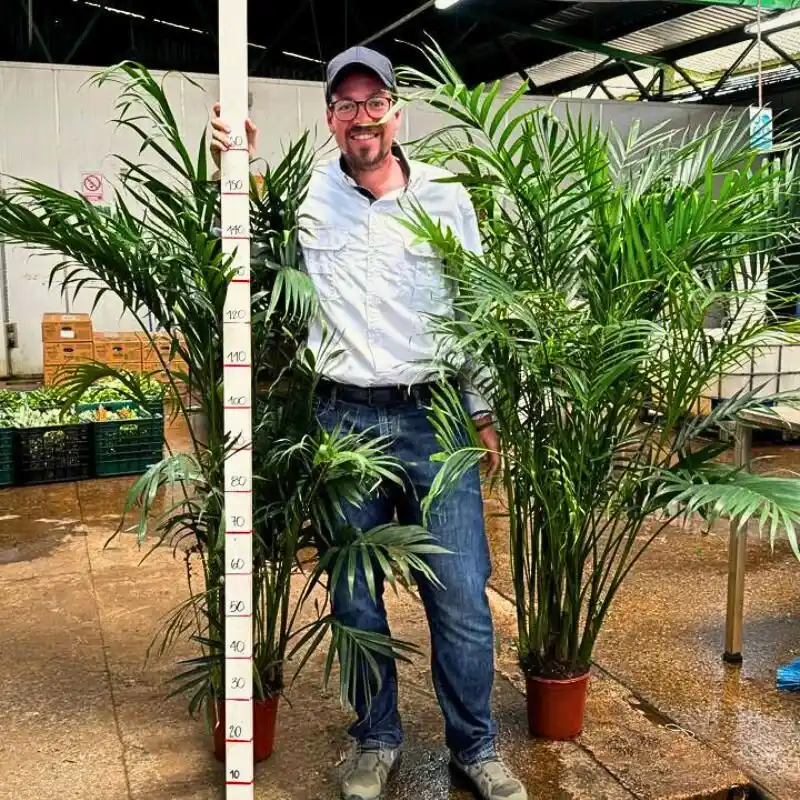 Cat Palm trees for that tropical feel - Thursd Article