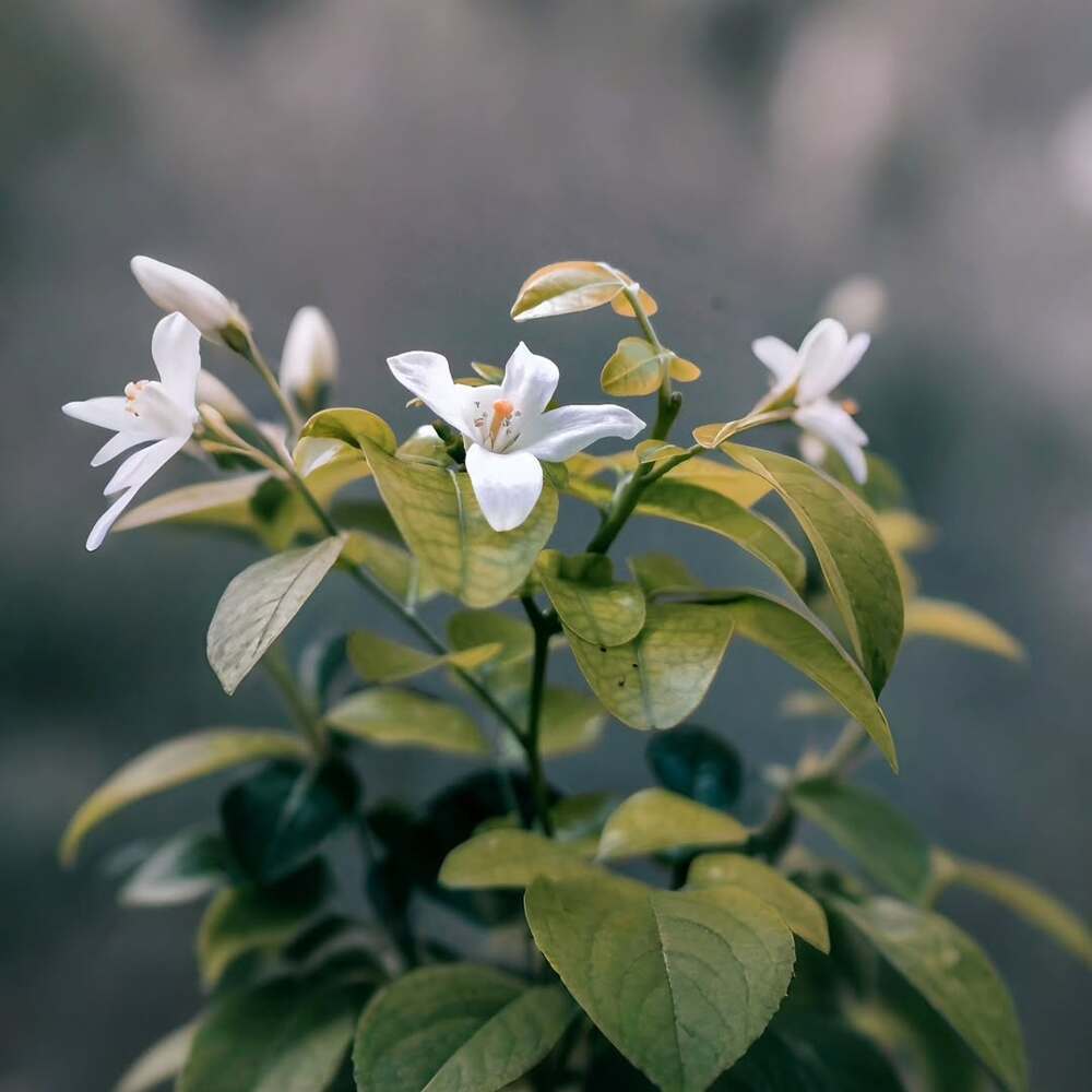 Moody flower photography dark tones Moody flower photography dark tones