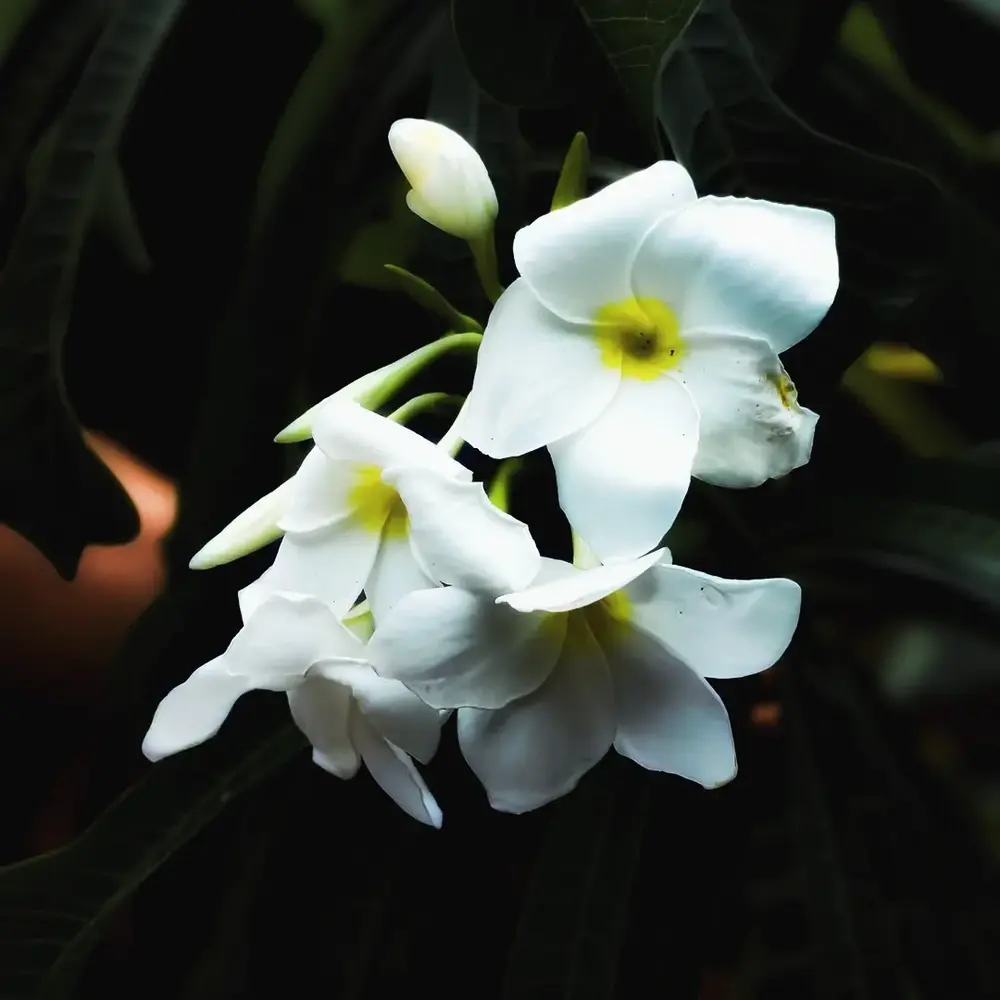 Close-up of white Plumeria blossoms Close-up of white Plumeria blossoms