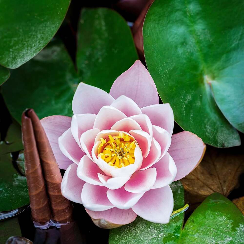 Beautiful pink lotus flower blooming Beautiful pink lotus flower blooming