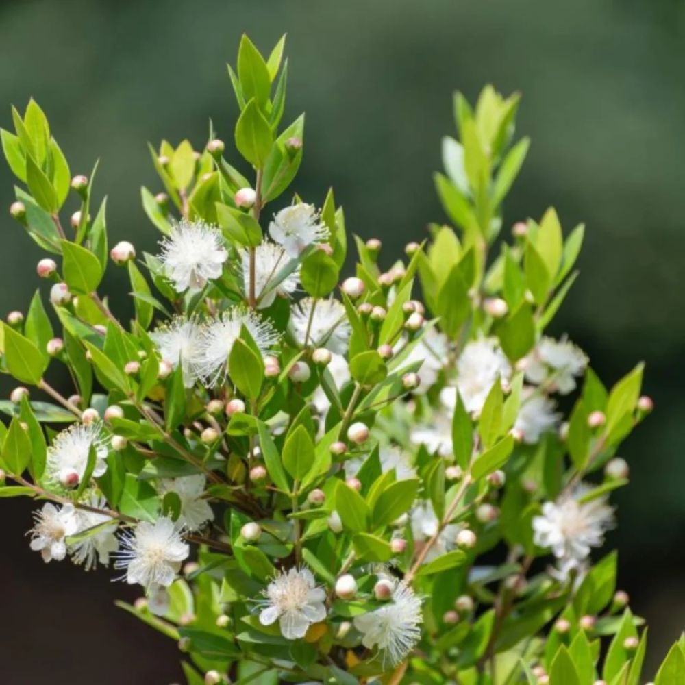 Fillers for a bouquet