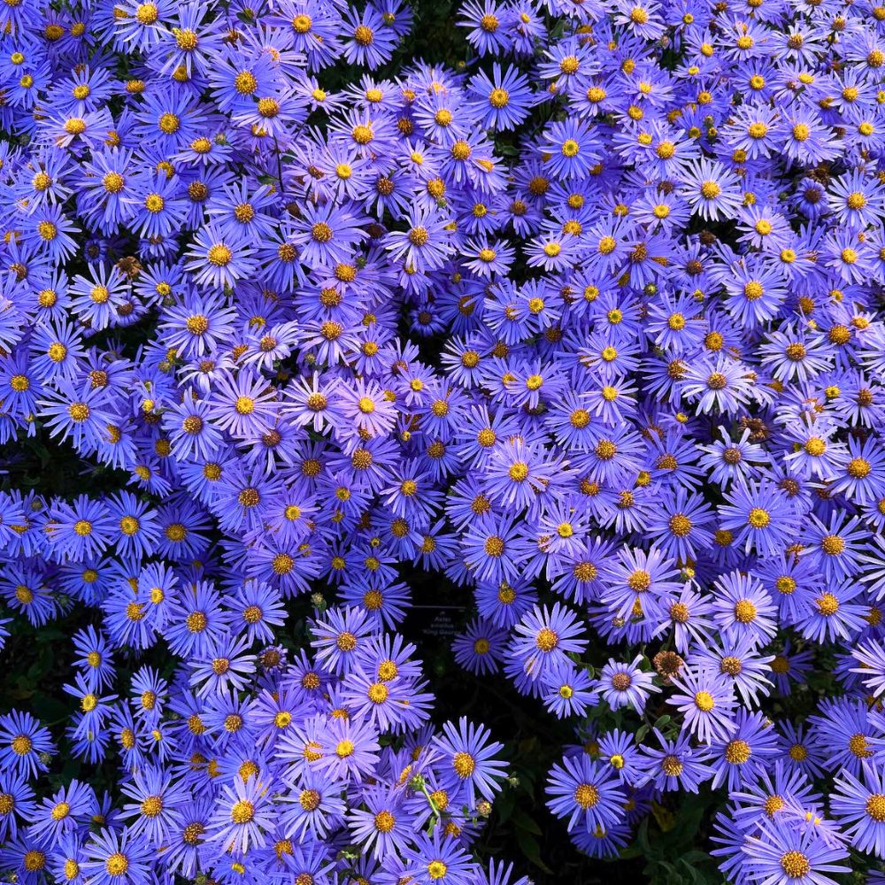 Fillers for a bouquet