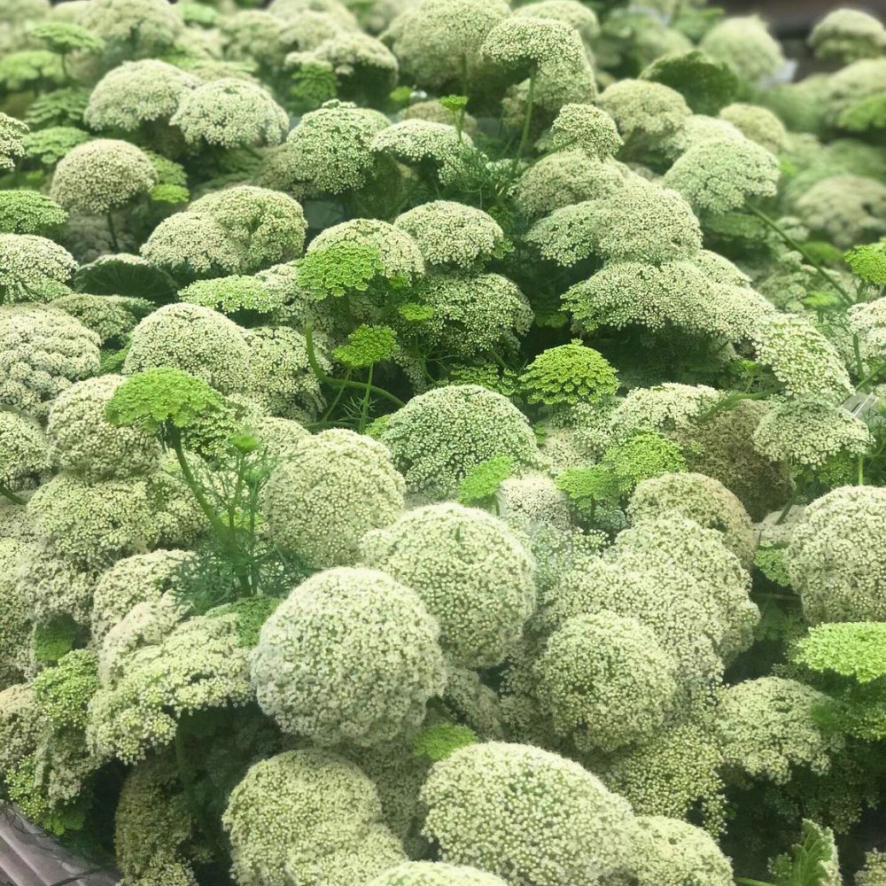 Fillers for a bouquet