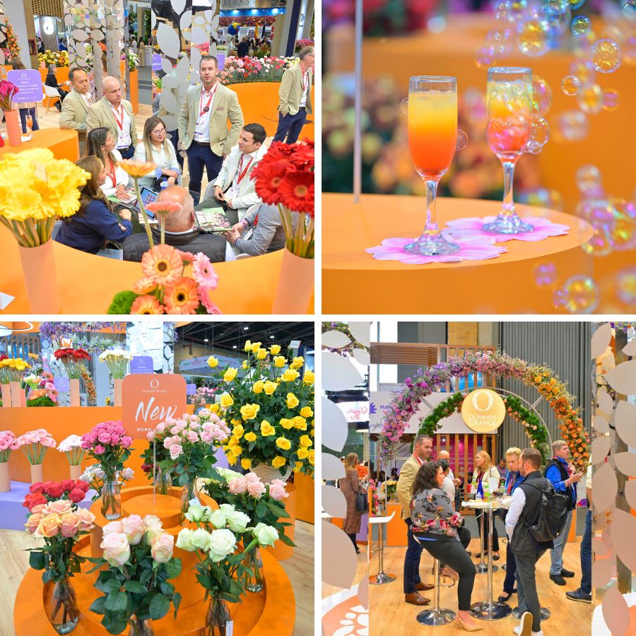 Orange moments and surprises by Dummen Orange Orange moments and surprises by Dummen Orange