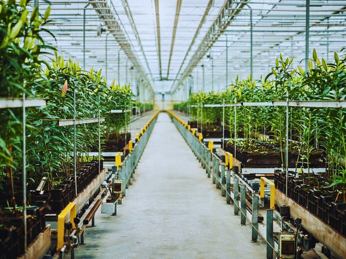 Greenhouse lily cultivation Data-Driven Analytics Help Flower Farms Reduce Their Environmental Impact
