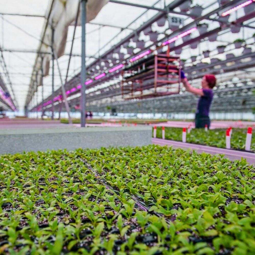 Young plants cultivation Data-Driven Analytics Help Flower Farms Reduce Their Environmental Impact