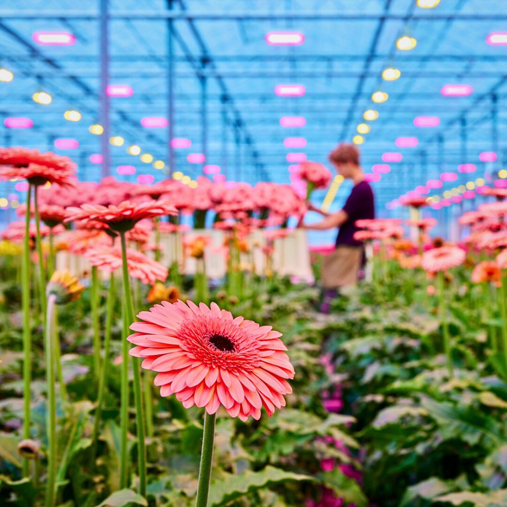 Growing flowers How Data-Driven Analytics Help Flower Farms Reduce Their Environmental Impact