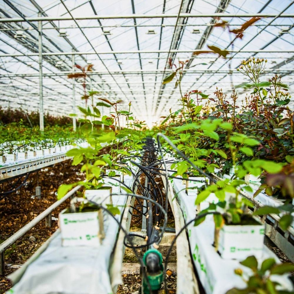 Watering flowers How Data-Driven Analytics Help Flower Farms Reduce Their Environmental Impact