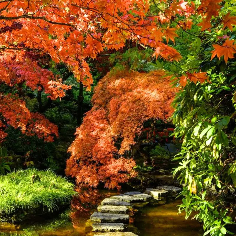 Gardens Where You Can Experience Fall's Floral Spectacle