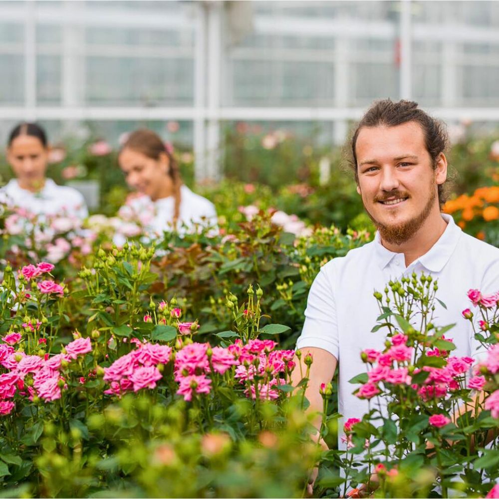 Roses greenhouse How Data-Driven Analytics Help Flower Farms Reduce Their Environmental Impact