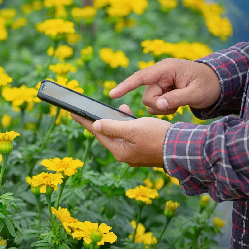 How Data-Driven Analytics Help Flower Farms Reduce Their Environmental Impact - Thursd Blog