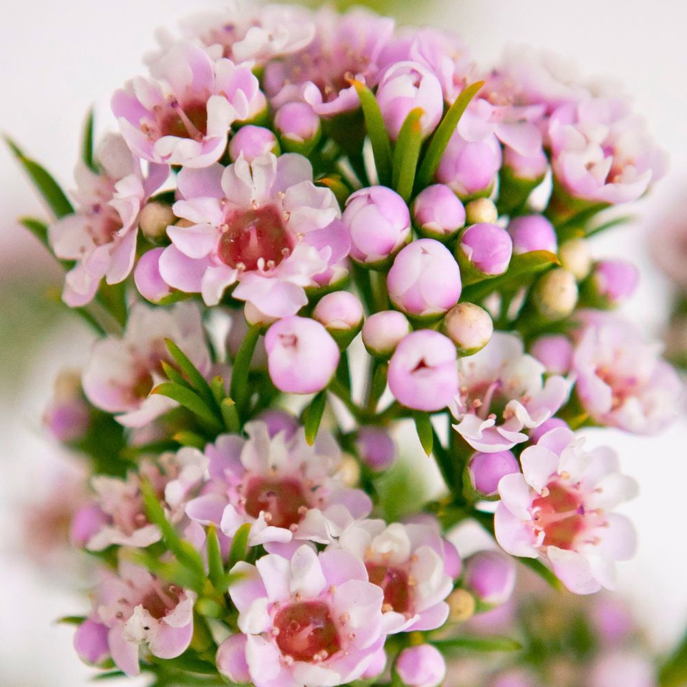 Waxflower Giselle Helix Australia