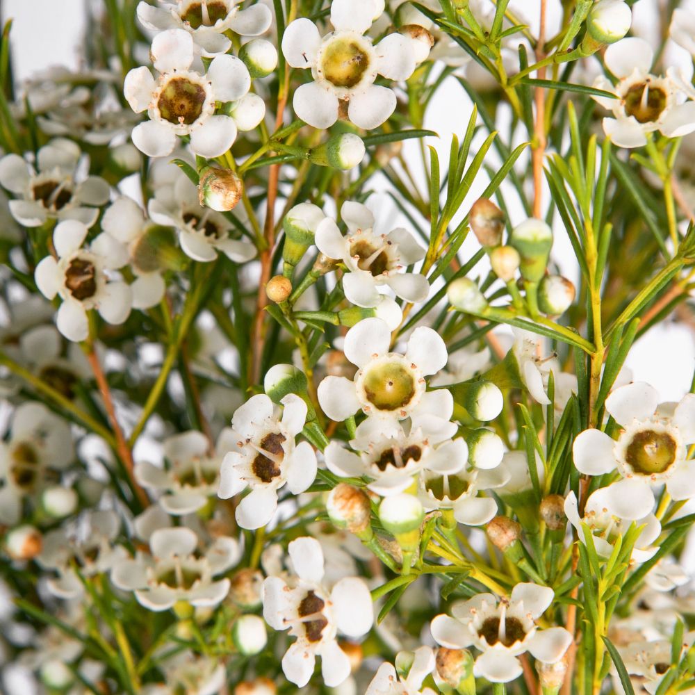 Waxflower Blizzard Helix Australia