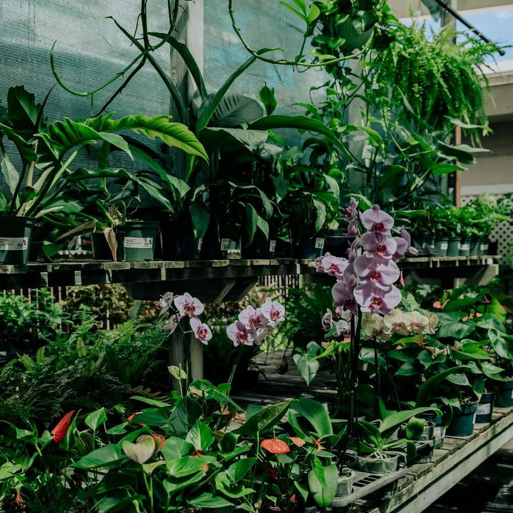 Lush tropical garden pathway and plants