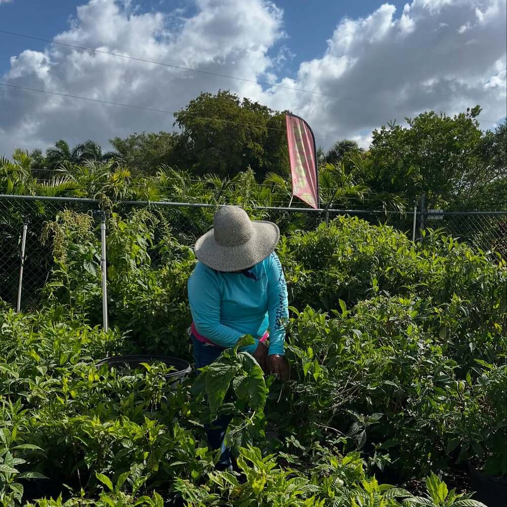 Worker tending plants outdoors on sunny day