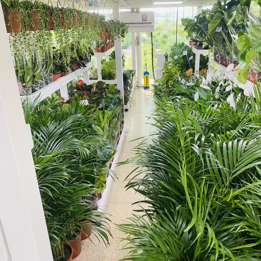 Greenhouse structure with flowering plants inside