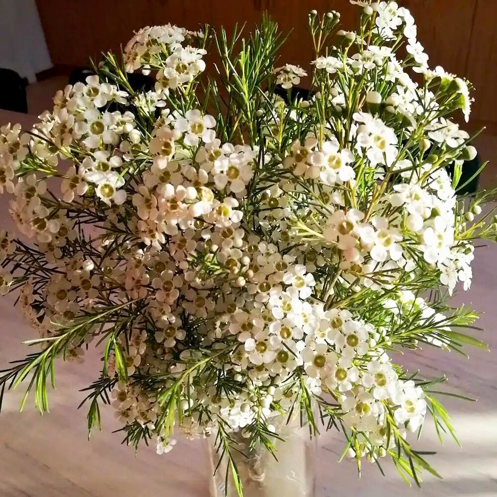 Waxflower Grace Helix Australia