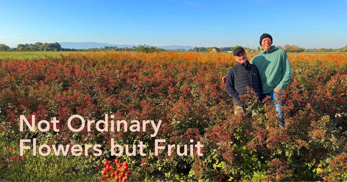 Eric Stockman with rosehip from Rosefruits.nl and Coloríginz