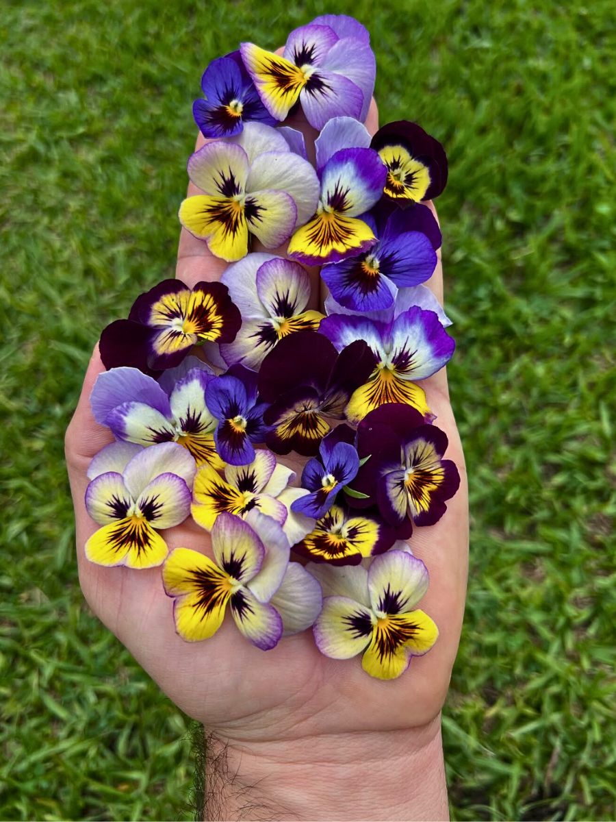 Capricorn Zodiac Flower Duo of Pansy and Ivy