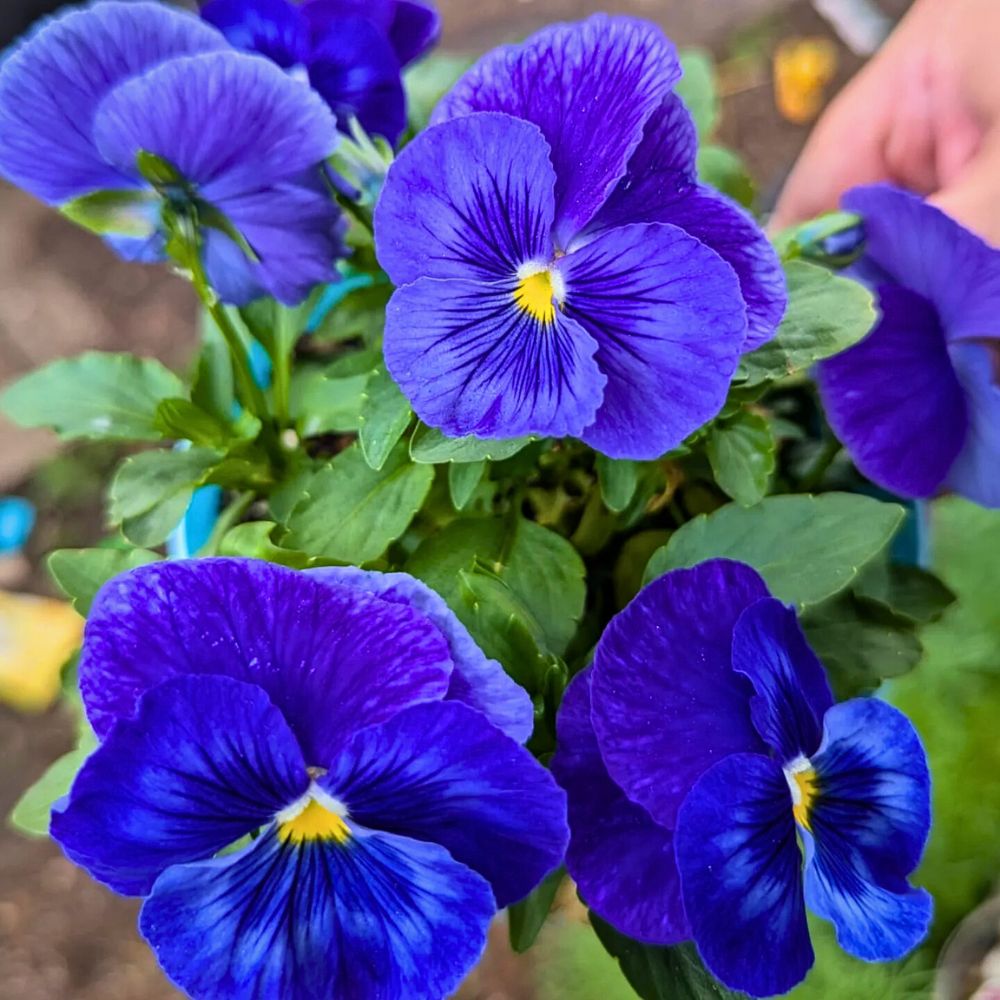 Capricorn Zodiac Flower Duo of Pansy and Ivy