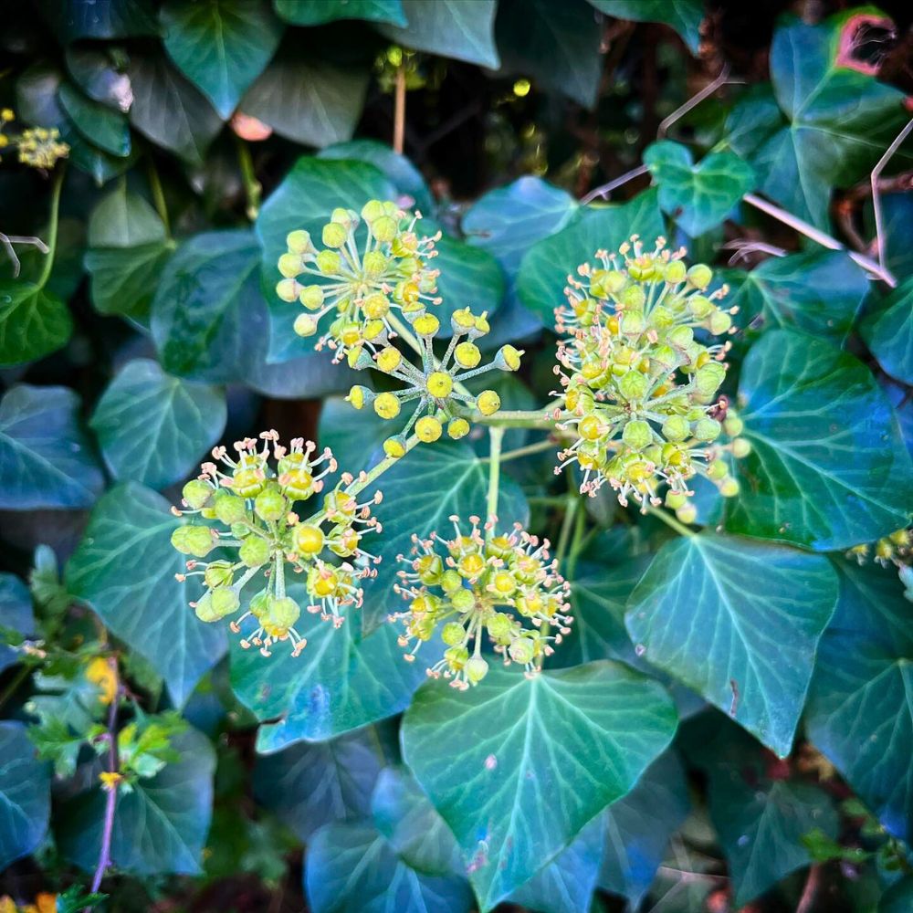 Ivy, the Evergreen Capricorn Zodiac Flower