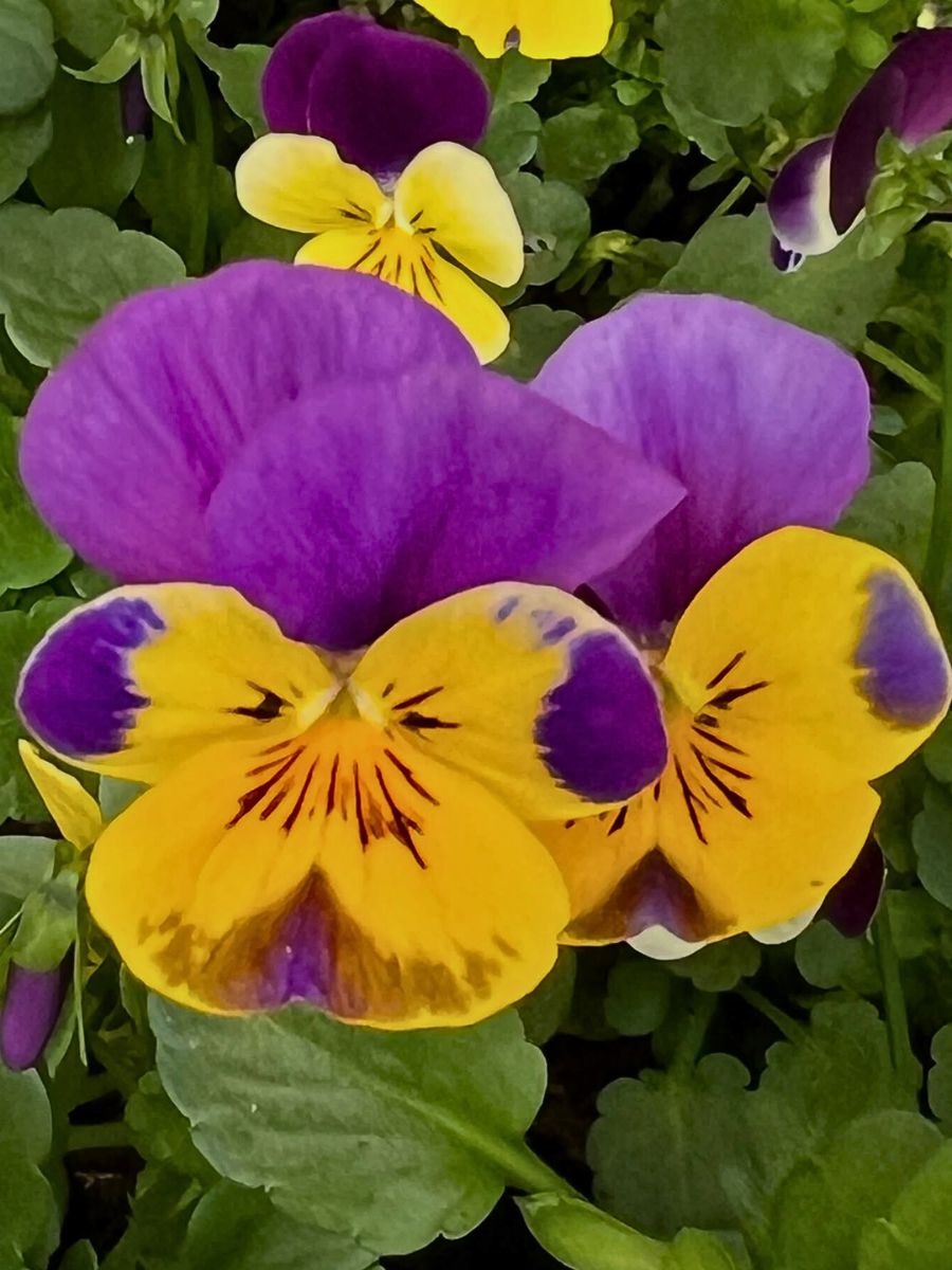 Capricorn Zodiac Flower Duo of Pansy and Ivy