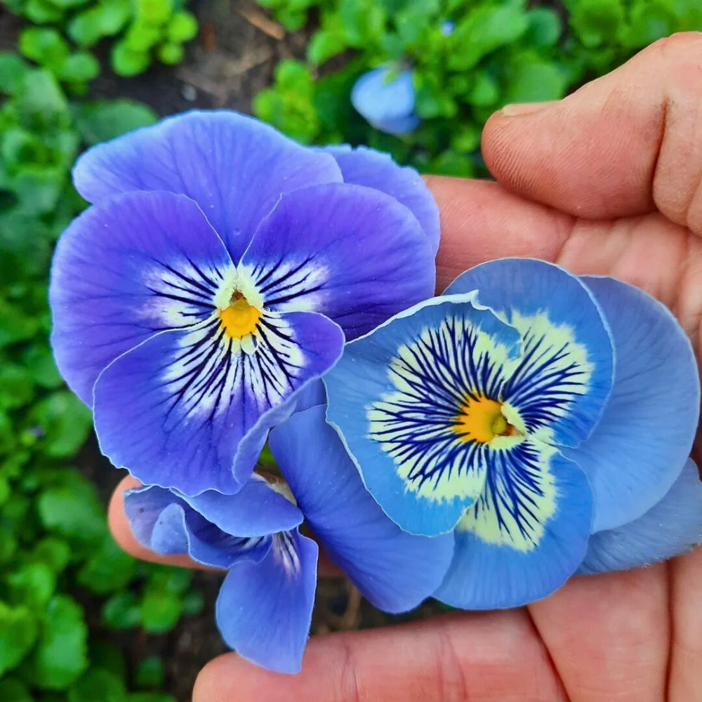 Why Pansy Is the Perfect Capricorn Flower