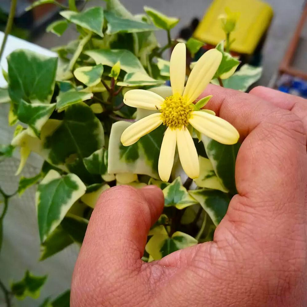 Ivy, the Evergreen Capricorn Zodiac Flower