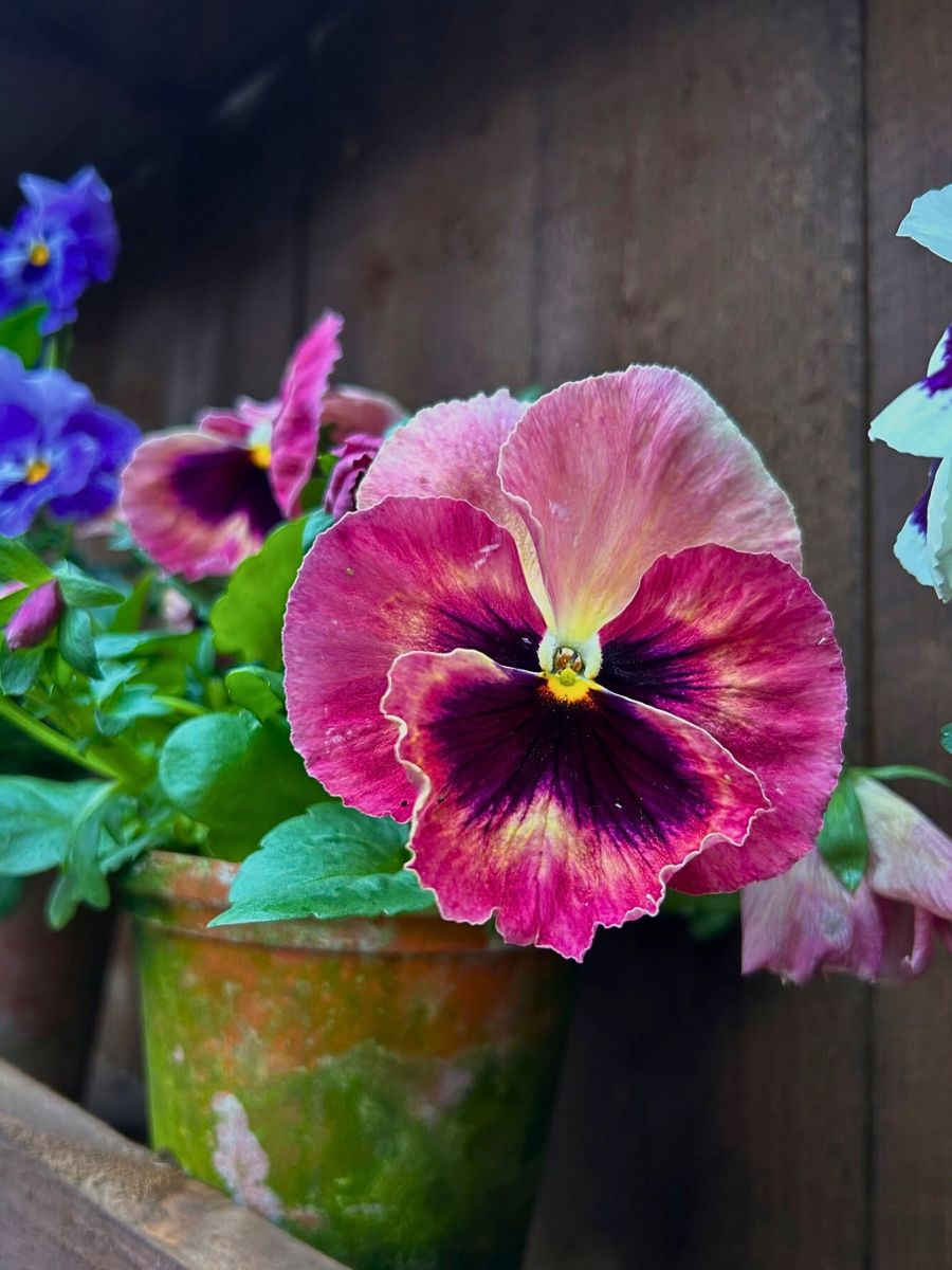 The Capricorn Zodiac Flower Duo of Pansy and Ivy