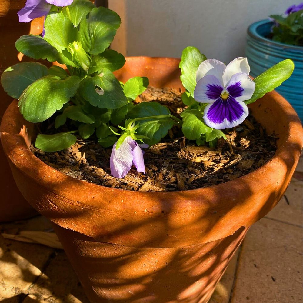 The Capricorn Zodiac Flower Duo of Pansy and Ivy