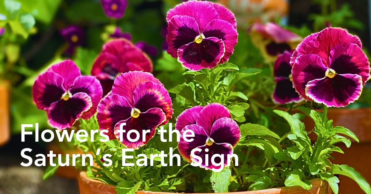 The Capricorn Zodiac Flower Duo of Pansy and Ivy - Thursd Article