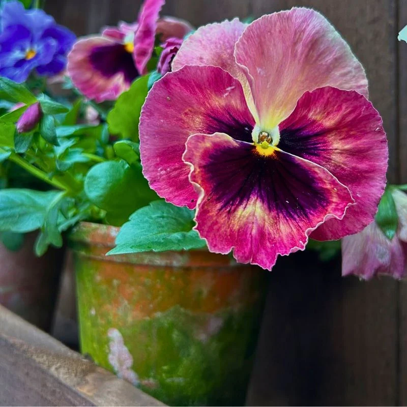 The Capricorn Zodiac Flower Duo of Pansy and Ivy - Thursd Article