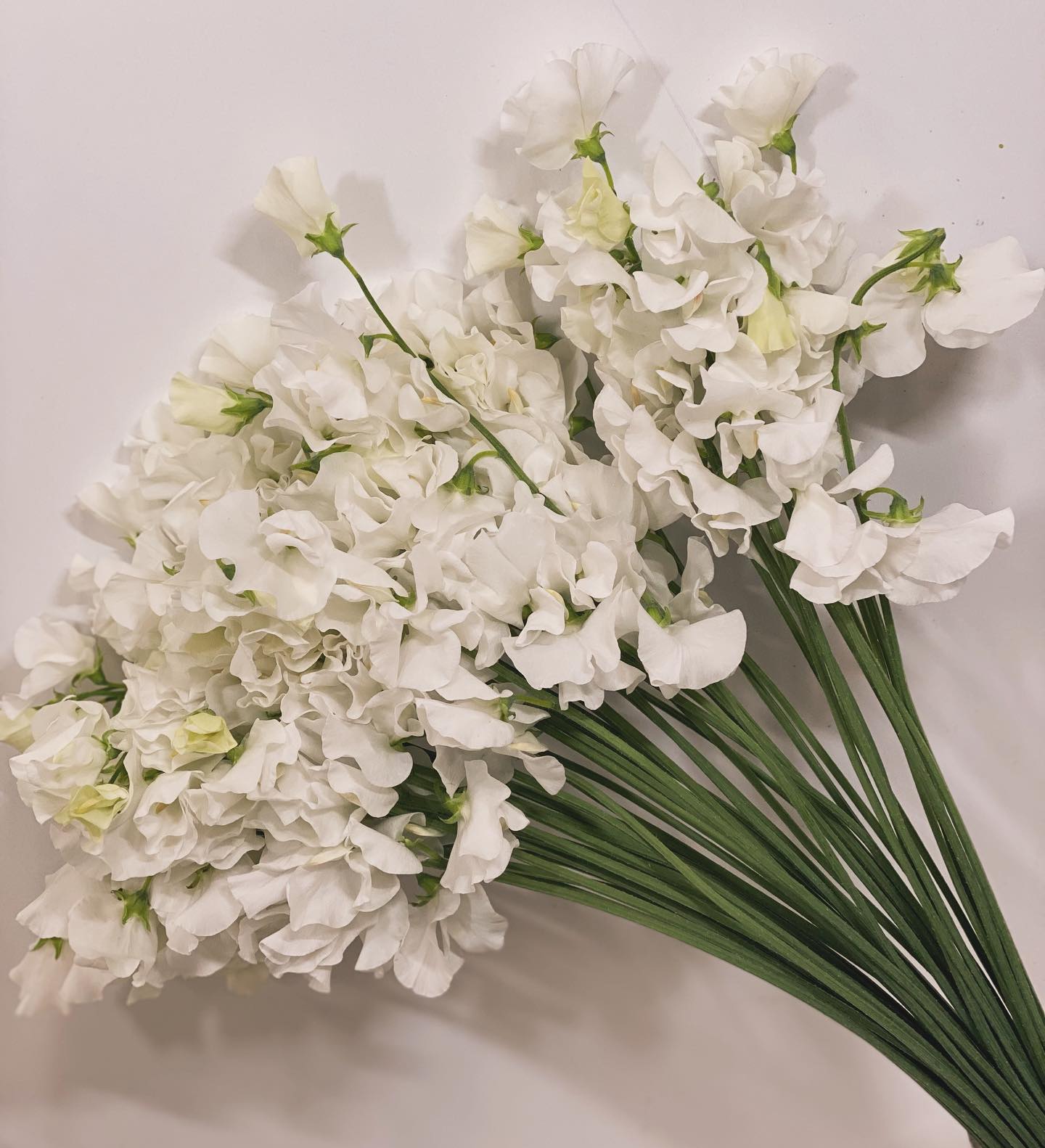 lathyrus pearl white