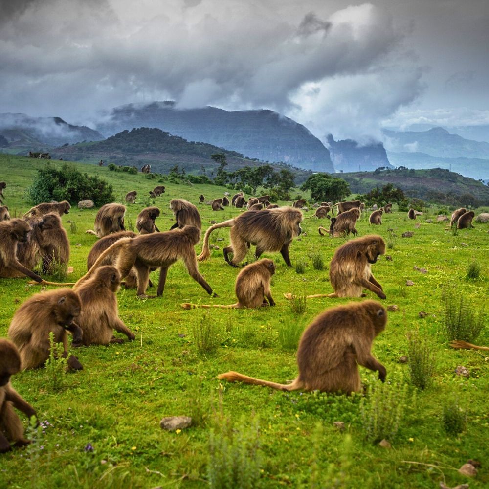 Ethiopia - Where Flowers Meet Ancient Marvels
