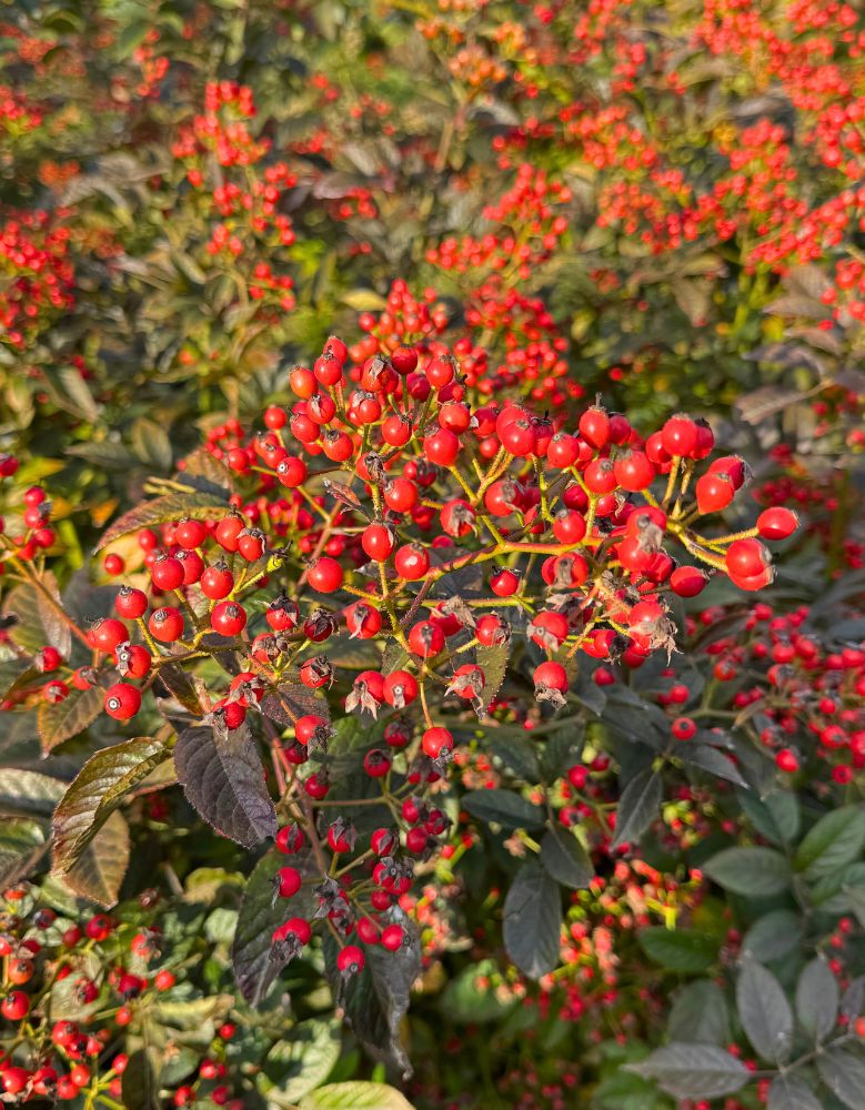 Rosehip from Rosefruits thornless Rosehip from Rosefruits thornless